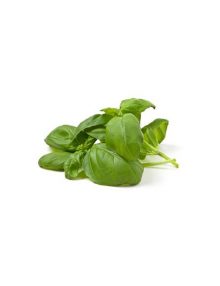 Basil