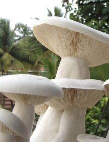 Organic Fresh Mushroom - Milky