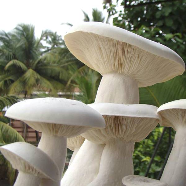 Organic Fresh Mushroom - Milky
